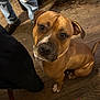 dog, brown_dog, pet, indoor, wooden_floor, looking_up, sitting, canine, domestic_animal, ears, eyes, nose, legs, people, casual_clothing, floor, tail, animal, household, companion