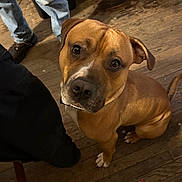 Bullet joined the competition — help win amazing prizes! dog, brown_dog, pet, indoor, wooden_floor, looking_up, sitting, canine, domestic_animal, ears, eyes, nose, legs, people, casual_clothing, floor, tail, animal, household, companion