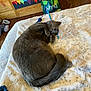 Chunkerbutt is registered to the contest to win money with this photo: cat, sleeping, gray_cat, blanket, bedroom, toy, blue_toy, bag, wooden_floor, colorful_bag, furniture, cozy, pet, indoor, fur, curled_up, resting, home, soft_texture, relaxed