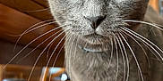 Chunkerbutt is registered to the contest to win money with this photo: cat, gray_cat, yellow_eyes, whiskers, close_up, indoor, wooden_table, furniture, pet, animal, curious, domestic_cat, portrait, focus, fur, eyes, face, indoor_light, table