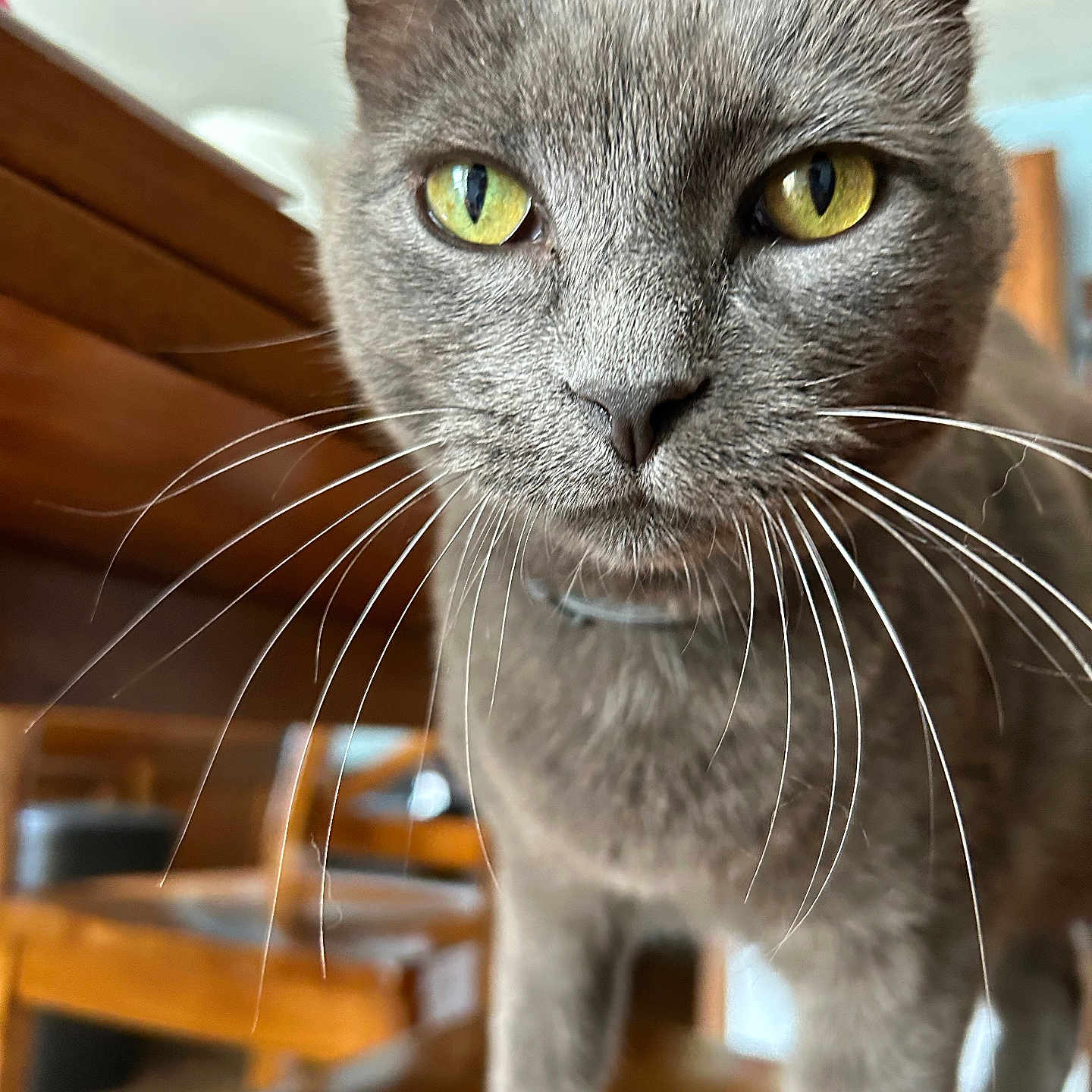 Chunkerbutt is registered to the contest to win money with this photo: animal, cat, close_up, curious, domestic_cat, eyes, face, focus, fur, furniture, gray_cat, indoor, indoor_light, pet, portrait, table, whiskers, wooden_table, yellow_eyes