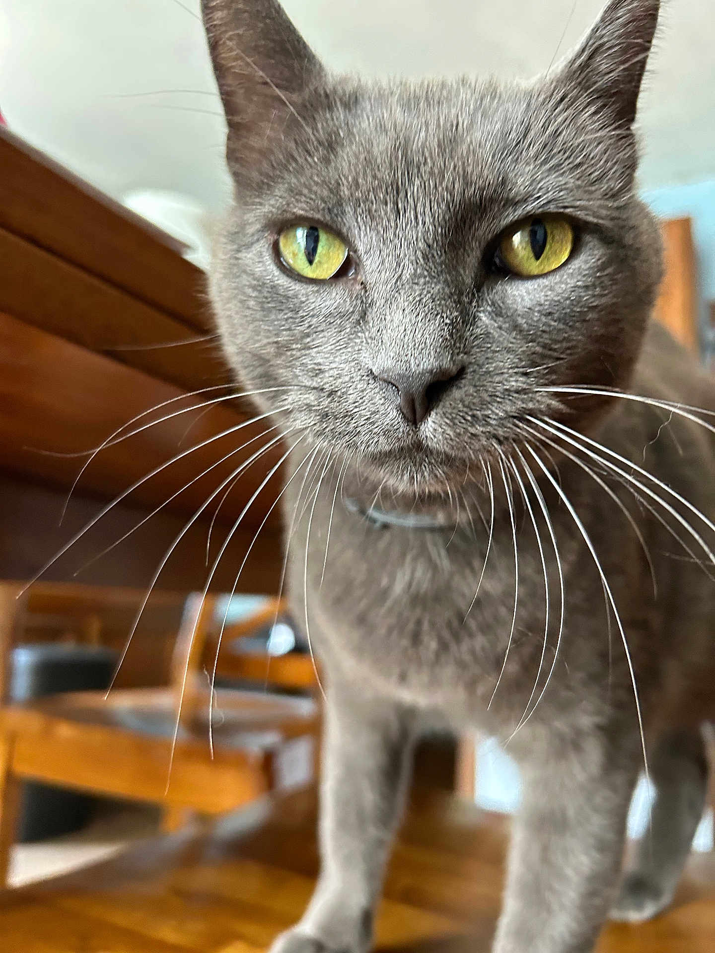 Chunkerbutt is registered to the contest to win money with this photo: cat, gray_cat, yellow_eyes, whiskers, close_up, indoor, wooden_table, furniture, pet, animal, curious, domestic_cat, portrait, focus, fur, eyes, face, indoor_light, table