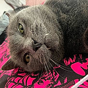 Chunkerbutt is registered to the contest to win money with this photo: cat, gray_cat, close_up, fang, whiskers, fur, indoor, patterned_fabric, pink, black, curious_eyes, pet, animal, cozy, laying, face, portrait, cute, relaxed, feline
