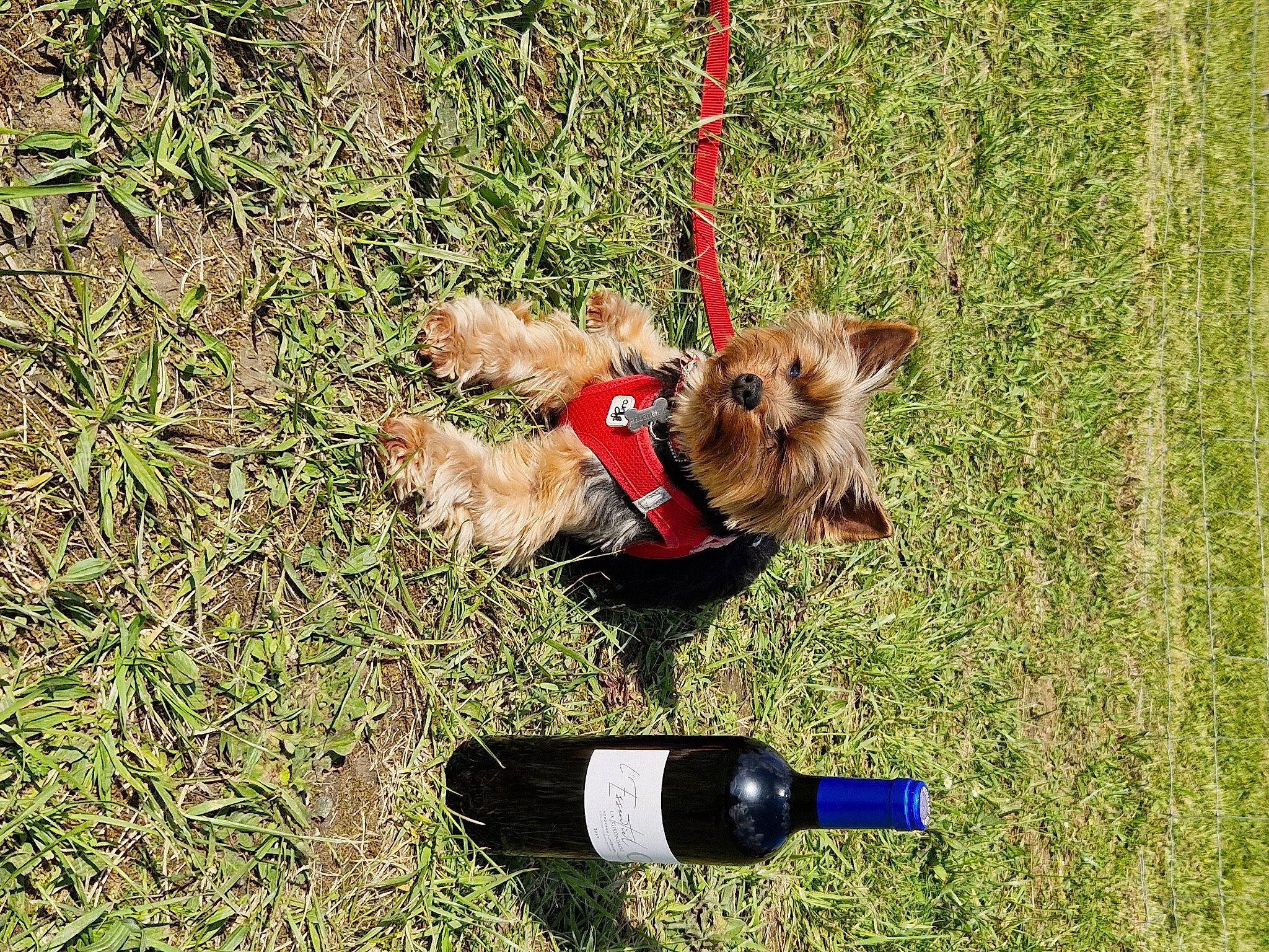 Pirouette a rejoint le concours — aidez-le/la à gagner de superbes lots ! canidae, carnivore, collar, companion_dog, dog, dog_breed, dog_collar, dog_supply, fashion_accessory, fawn, grass, lawn, leash, liver, pet_supply, sporting_group, terrier, toy_dog, tracking_trial, working_animal