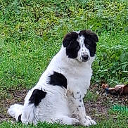 Alpha a rejoint le concours — aidez-le/la à gagner de superbes lots ! dog, black_and_white, grass, outdoor, pet, canine, sitting, curious, fur, nature, greenery, animal, mammal, ears, tail, ground, spot, face, young, domestic
