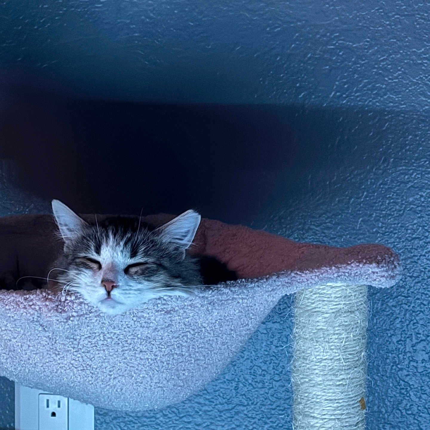 Tussi is registered to the contest to win money with this photo: cat, cat_hammock, cozy, ears, electrical_outlet, feline, fur, home, indoor, peaceful, pet, quiet, relaxed, resting, scratching_post, sleeping, soft_lighting, texture, wall, whiskers