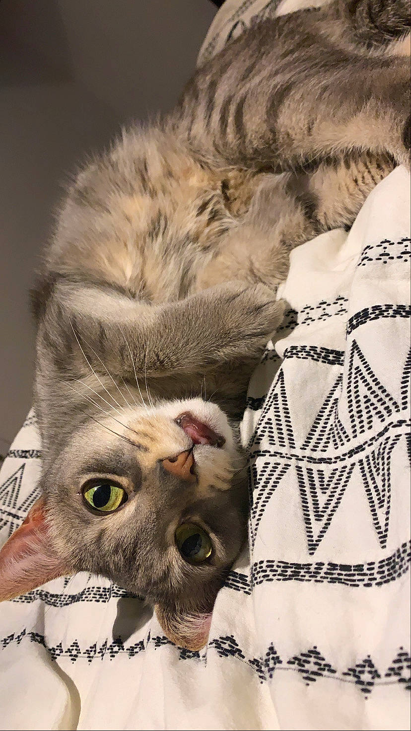 Niner is registered to the contest to win money with this photo: carnivore, cat, claw, comfort, domestic_short_haired_cat, fawn, felidae, fur, grey, linens, mammal, pattern, paw, sleeve, small_to_medium_sized_cats, snout, tail, terrestrial_animal, vertebrate, whiskers