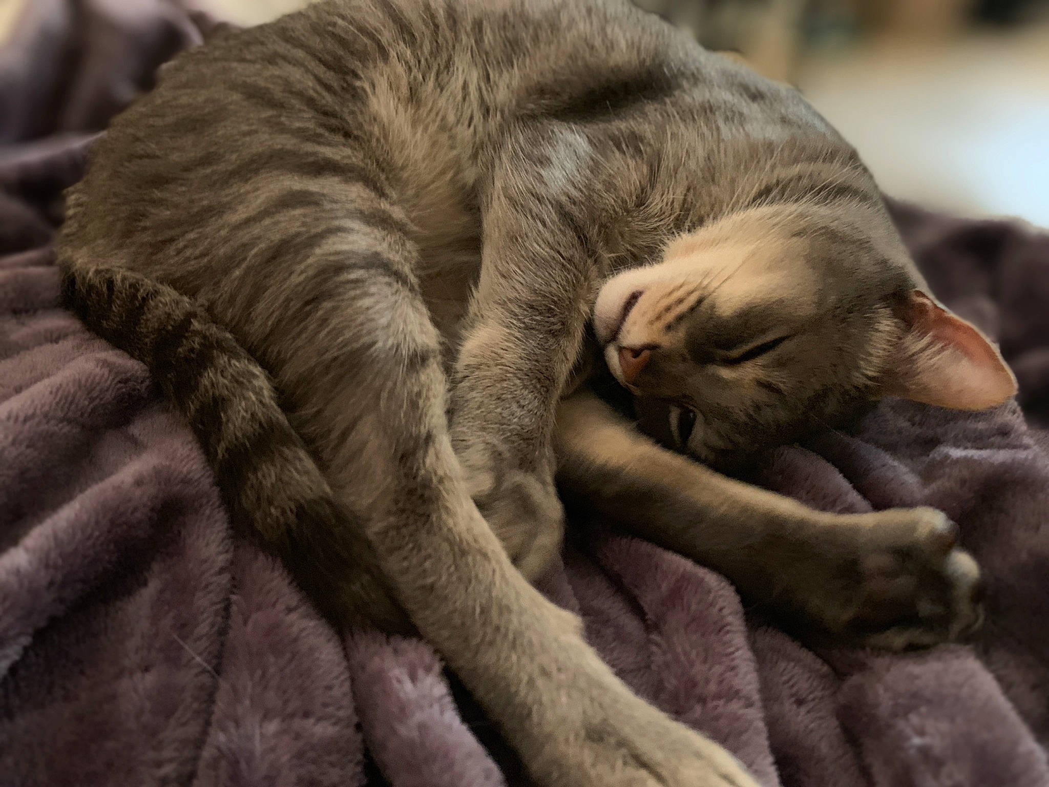 Niner joined the competition — help win amazing prizes! carnivore, cat, claw, close_up, comfort, domestic_short_haired_cat, fawn, felidae, fur, grey, linens, nap, paw, sleep, small_to_medium_sized_cats, snout, tail, terrestrial_animal, whiskers, wrinkle