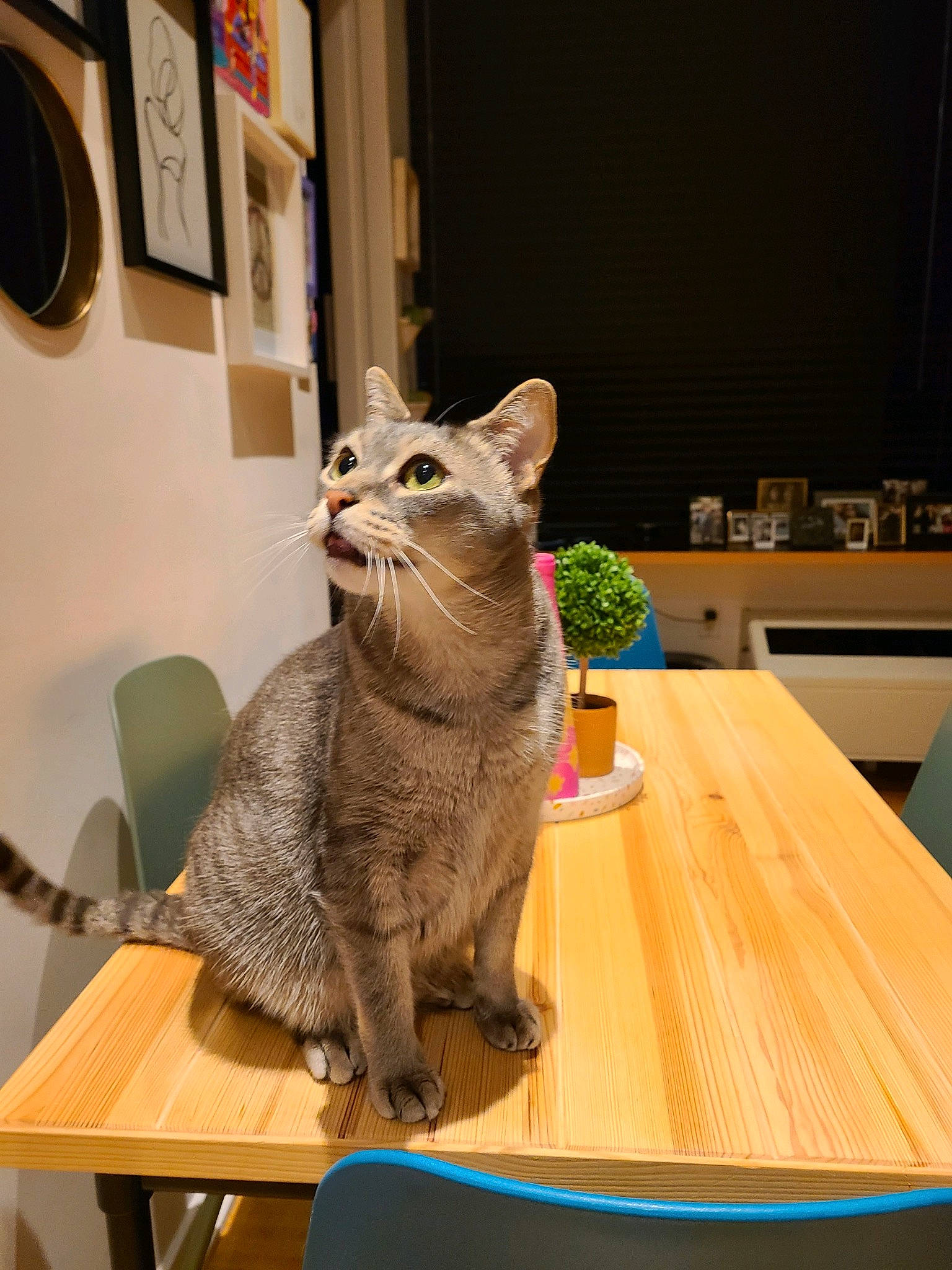 Niner joined the competition — help win amazing prizes! art, carnivore, cat, chair, coffee_table, domestic_short_haired_cat, felidae, flooring, hardwood, houseplant, picture_frame, plant, small_to_medium_sized_cats, snout, table, tail, varnish, whiskers, window, wood