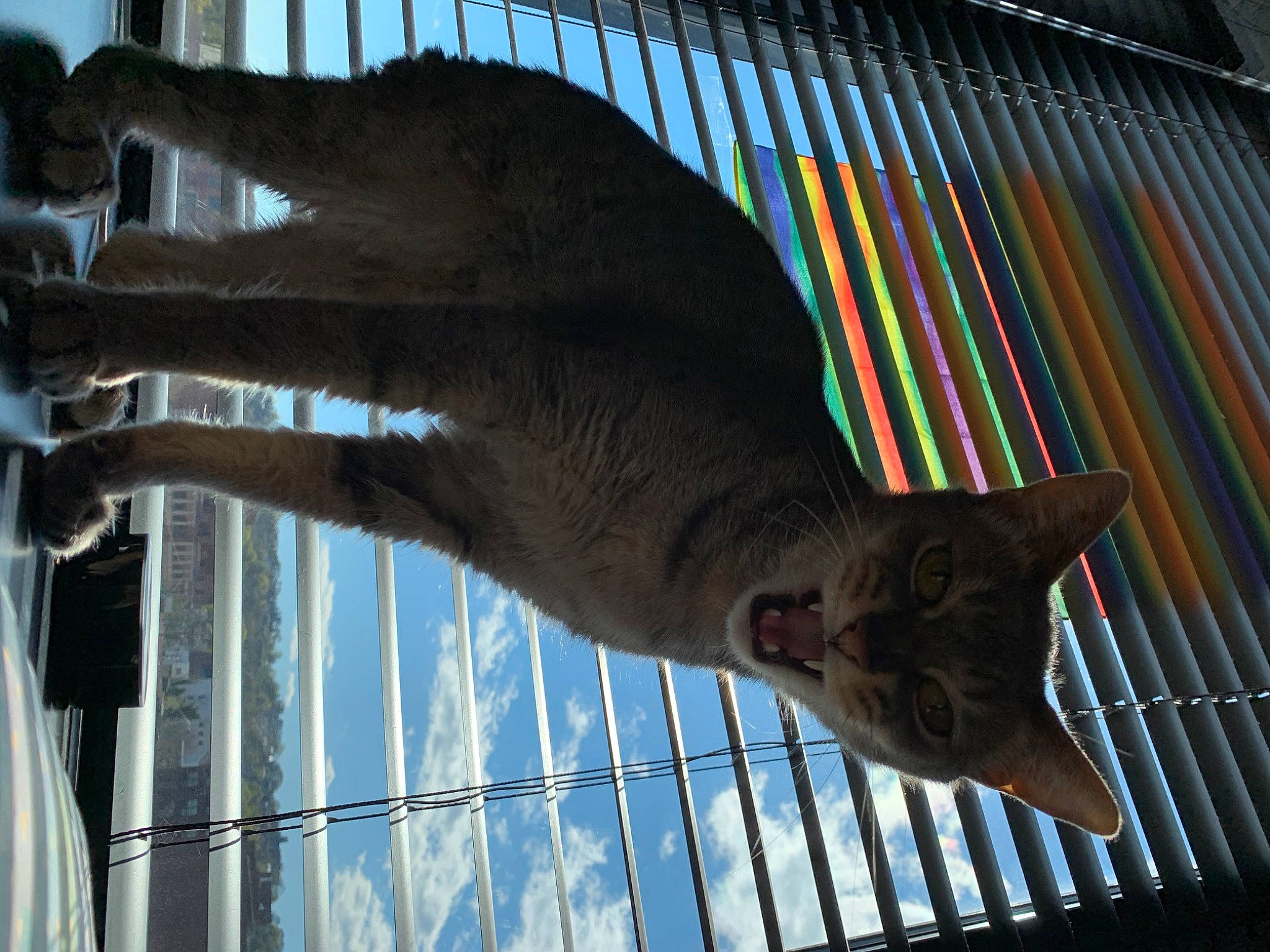 Niner is registered to the contest to win money with this photo: art, building, cage, cat, domestic_short_haired_cat, fawn, felidae, gesture, line, mammal, metal, sculpture, small_to_medium_sized_cats, snout, statue, tail, terrestrial_animal, vertebrate, whiskers, wood