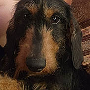 Snoopy is registered to the contest to win money with this photo: animal, black_and_tan, canine, close_up, comfort, couch, dog, ears, eyes, face, fur, furry, home, indoor, nose, pet, portrait, relaxed, resting, snout