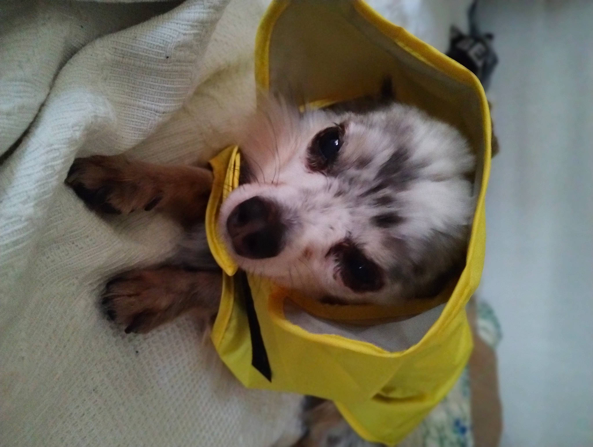 Enjoy a rejoint le concours — aidez-le/la à gagner de superbes lots ! canidae, carnivore, comfort, companion_dog, dog, dog_breed, dog_supply, fur, non_sporting_group, paw, snout, sporting_group, toy_dog, whiskers, working_animal