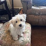 puppy, dog, white_dog, fluffy, small_dog, pet, animal, sitting, portrait, indoors, living_room, ottoman, floral_fabric, leather_chair, furniture, carpet, home, cute, black_nose, blue_eyes