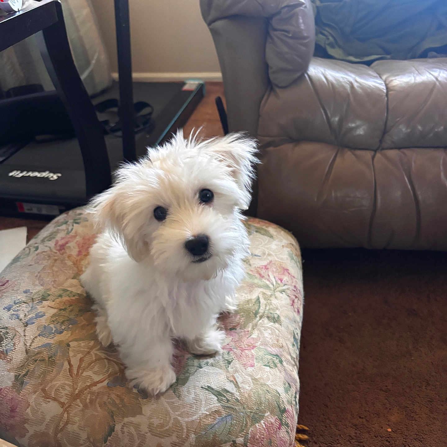 Debbie Dacosta is registered to the contest to win money with this photo: puppy, dog, white_dog, fluffy, small_dog, pet, animal, sitting, portrait, indoors, living_room, ottoman, floral_fabric, leather_chair, furniture, carpet, home, cute, black_nose, blue_eyes