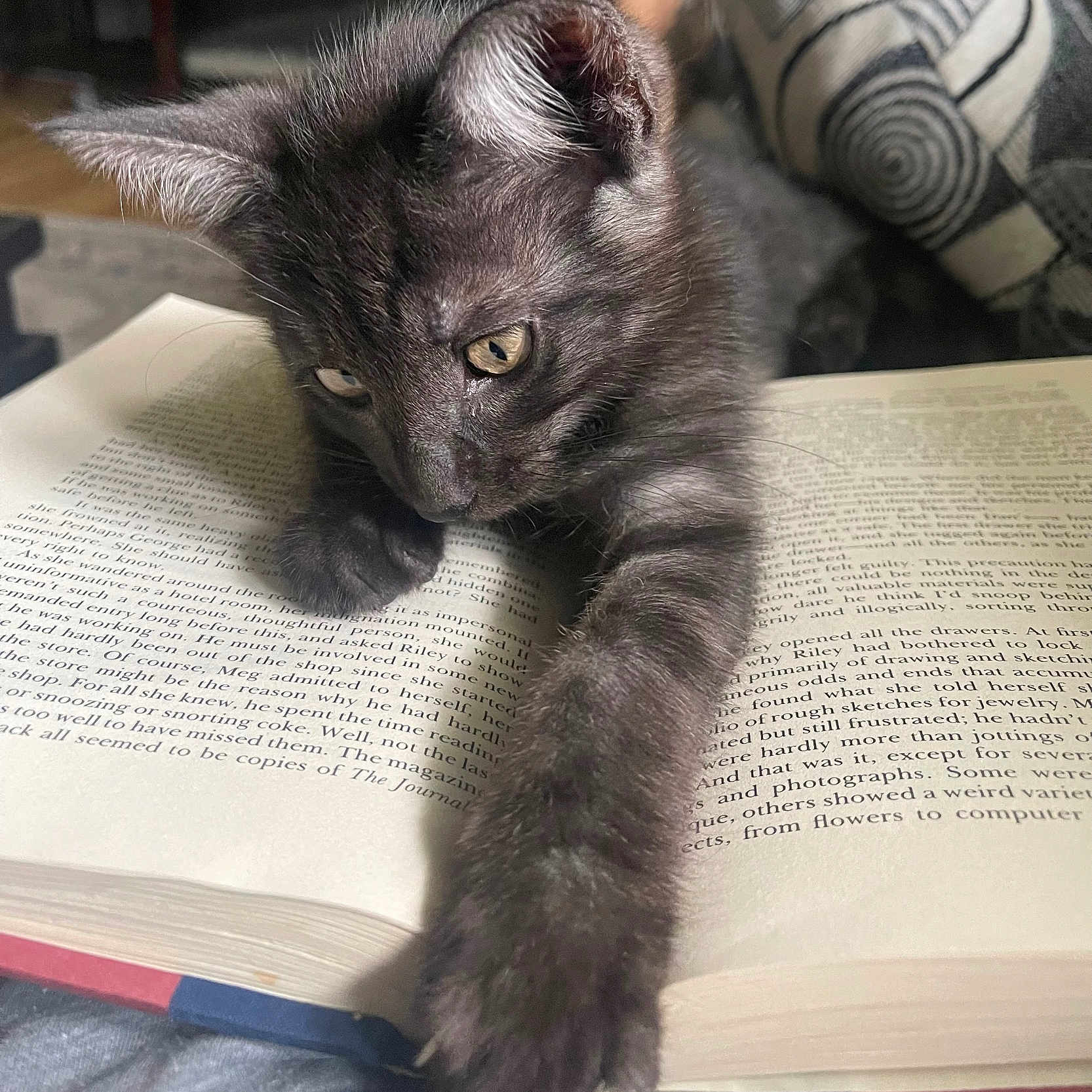 Snoopy joined the competition — help win amazing prizes! abyssinian, animal, book, boy, cat, child, document, furniture, hardwood, kitten, male, manx, page, person, pet, publication, reading, sleeping, text, wood