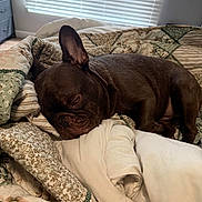 Bruno is registered to the contest to win money with this photo: animal, bed, blanket, brown, canine, comfort, cozy, cute, dog, domestic, french_bulldog, fur, home, indoor, nap, one_ear_up, pet, relaxed, resting, sleeping