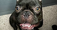 Bruno is registered to the contest to win money with this photo: animal, black, brown, cabinet, carpet, close_up, companion, cute, dog, ears, face, french_bulldog, friendly, indoor, looking_up, pet, sitting, smiling, teeth, tongue