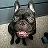 dog, french_bulldog, pet, animal, indoor, carpet, cabinet, close_up, brown, black, smiling, cute, tongue, teeth, ears, face, looking_up, sitting, companion, friendly