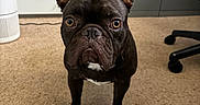 Bruno is registered to the contest to win money with this photo: french_bulldog, dog, pet, carpet, indoor, curious, ears, brown, black, white_patch, floor, home, furniture, desk, chair, household_items, eyes, portrait, animal, canine