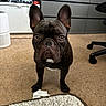 french_bulldog, dog, pet, carpet, indoor, curious, ears, brown, black, white_patch, floor, home, furniture, desk, chair, household_items, eyes, portrait, animal, canine