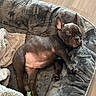 Bruno joined the competition — help win amazing prizes! bed, blanket, brown, canine, cozy, cute, dog, ears, floor, fur, indoor, peaceful, pet, puppy, relaxing, resting, sleeping, small, toy, young