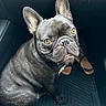 dog, french_bulldog, pet, animal, car_interior, floor_mat, sandals, sitting, looking_up, yellow_eyes, black_fur, close_up, cute, companion, indoor, portrait, paw, nose, ears, wrinkles