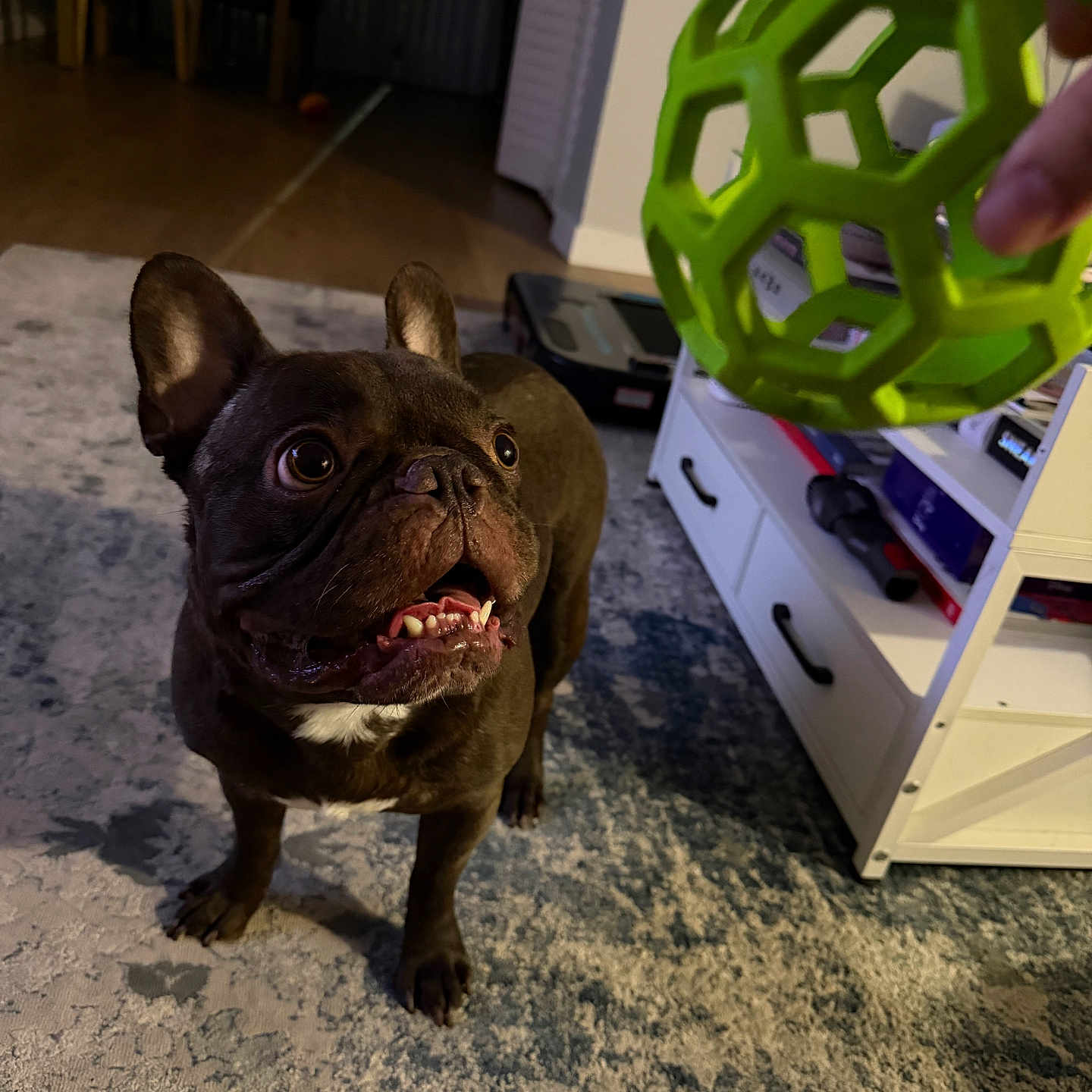 Bruno