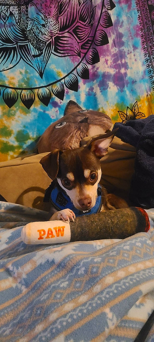 Morty is registered to the contest to win money with this photo: art, canidae, carnivore, companion_dog, dog, dog_breed, dog_clothes, dog_supply, fawn, hat, herding_dog, personal_protective_equipment, puppy, snout, sporting_group, toy_dog, visual_arts, whiskers, working_animal, working_dog