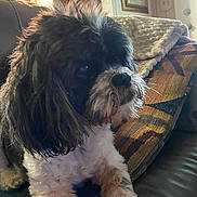 Bubbles joined the competition — help win amazing prizes! dog, pet, indoor, couch, blanket, pillow, fur, black_and_white, cozy, animal, companion, relaxed, furniture, living_room, curly_fur, side_view, domestic, cute, household, resting