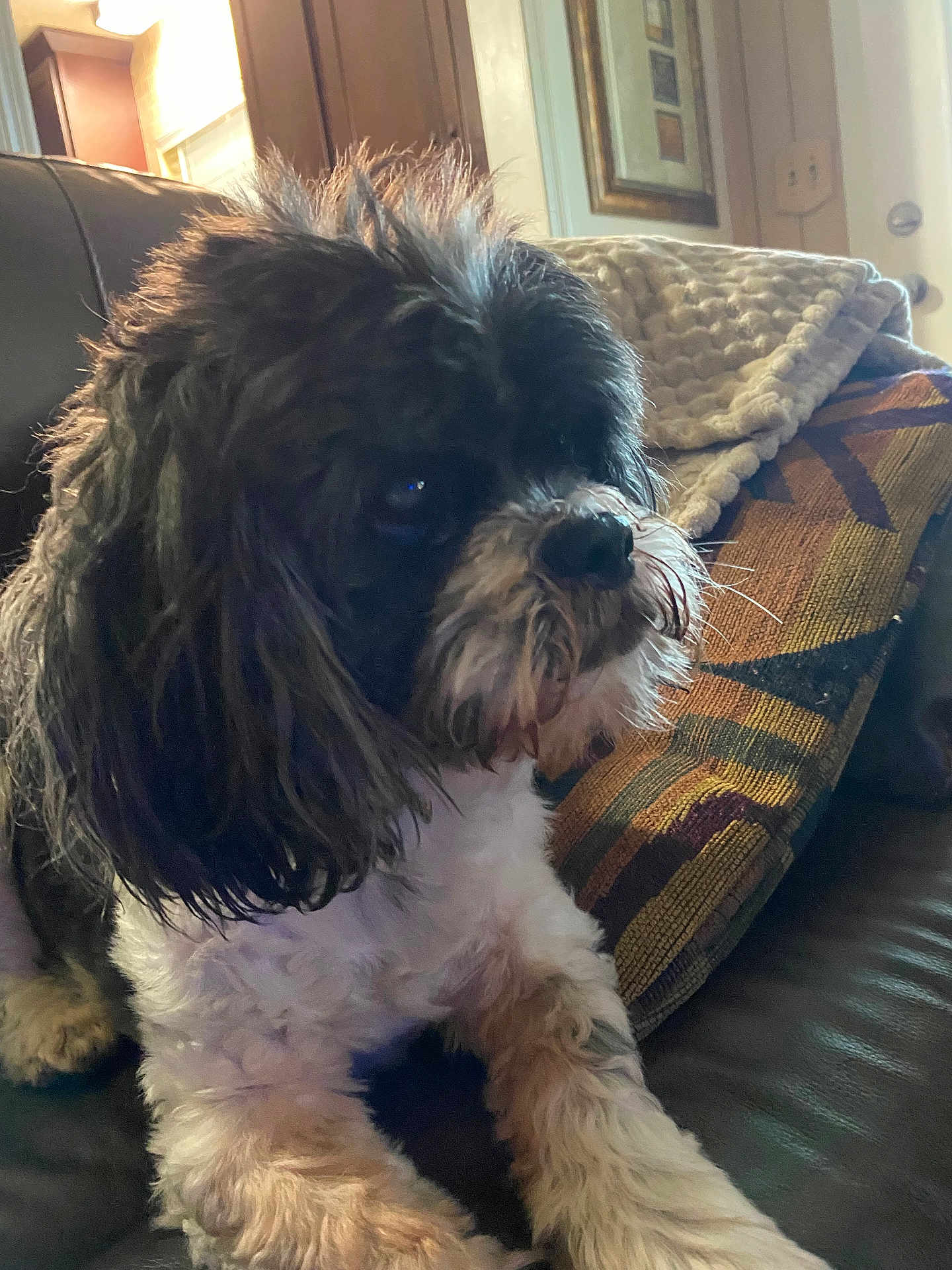 Bubbles joined the competition — help win amazing prizes! dog, pet, indoor, couch, blanket, pillow, fur, black_and_white, cozy, animal, companion, relaxed, furniture, living_room, curly_fur, side_view, domestic, cute, household, resting