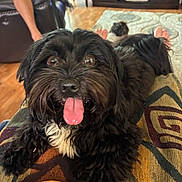 Bernie joined the competition — help win amazing prizes! animal, black_dog, carpet, close_up, companion, cozy, cushion, cute, dog, domestic, furniture, happy, indoor, legs, living_room, person, pet, relaxing, tongue_out, toy