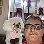 man, dog, glasses, red_shirt, white_dog, pet, indoor, couch, shoulder, collar, decor, candle_holder, lighting, face, portrait, home, furniture, pet_accessory, casual, relaxed