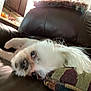 dog, white_dog, lying_down, couch, leather_couch, pillow, indoor, relaxed, pet, companion_animal, fur, snout, ears, living_room, home, resting, close_up, domestic_animal, canine, sleepy