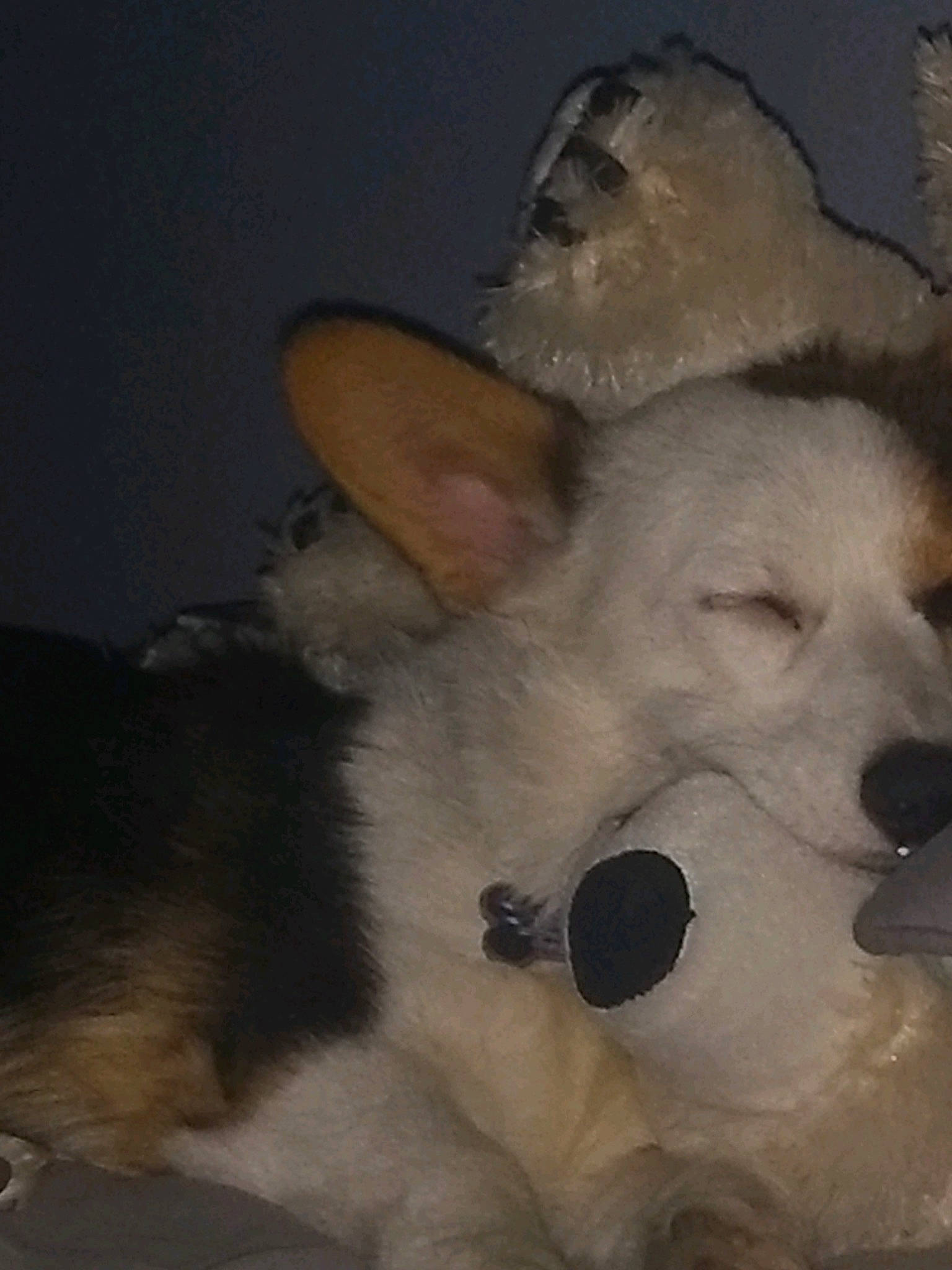 Hylia is registered to the contest to win money with this photo: art, canidae, carnivore, companion_dog, dog, dog_breed, ear, fang, fawn, felidae, fur, happy, paw, snout, sporting_group, stuffed_toy, tail, toy, whiskers, working_animal