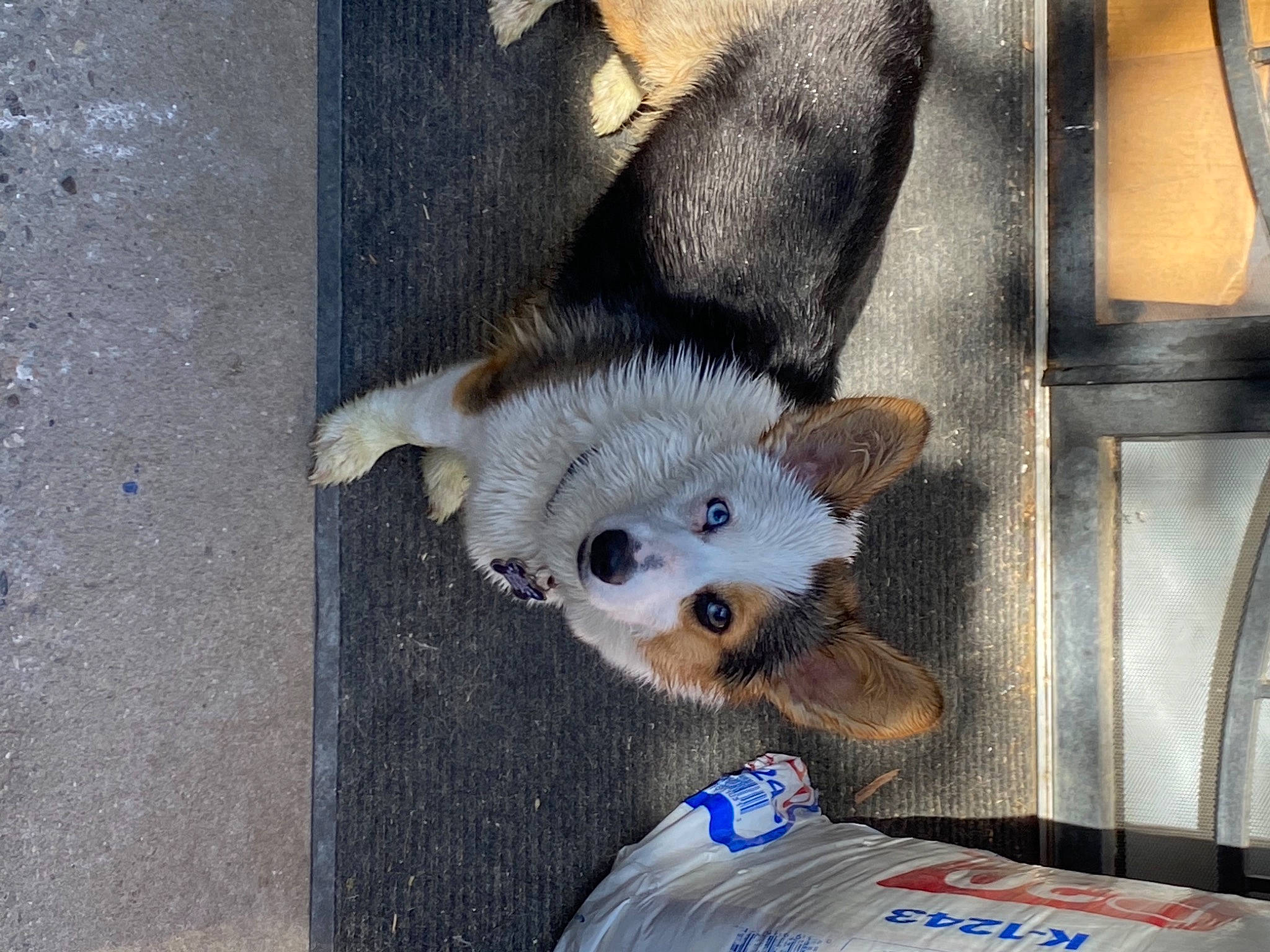 Hylia is registered to the contest to win money with this photo: carnivore, comfort, companion_dog, couch, dog, dog_breed, dog_supply, fawn, fur, marsupial, pet_supply, snout, sporting_group, stuffed_toy, tail, terrestrial_animal, toy, toy_dog, whiskers, working_animal