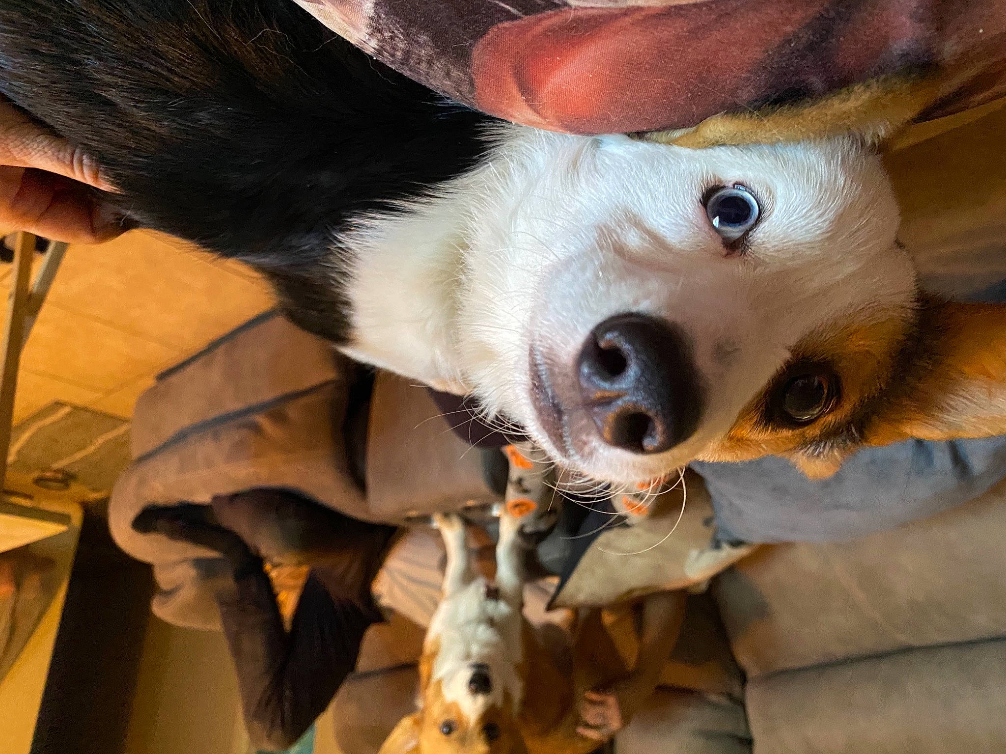 Hylia is registered to the contest to win money with this photo: carnivore, companion_dog, dog, dog_breed, eye, eyelash, fawn, fur, head, plush, snout, stuffed_toy, terrestrial_animal, toy, whiskers, wood, working_animal