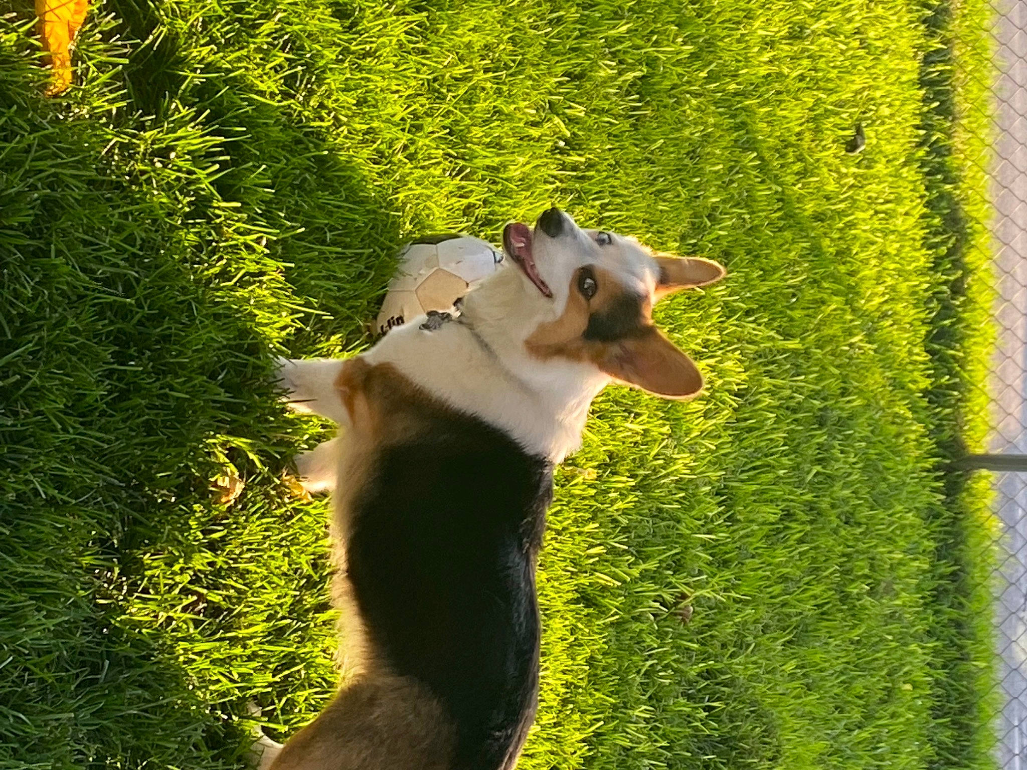 Hylia joined the competition — help win amazing prizes! carnivore, companion_dog, dog, dog_breed, fawn, grass, grass_family, grassland, leaf, meadow, morning, natural_environment, people_in_nature, plant, sunlight, tail, tree, vertebrate, working_animal, yellow