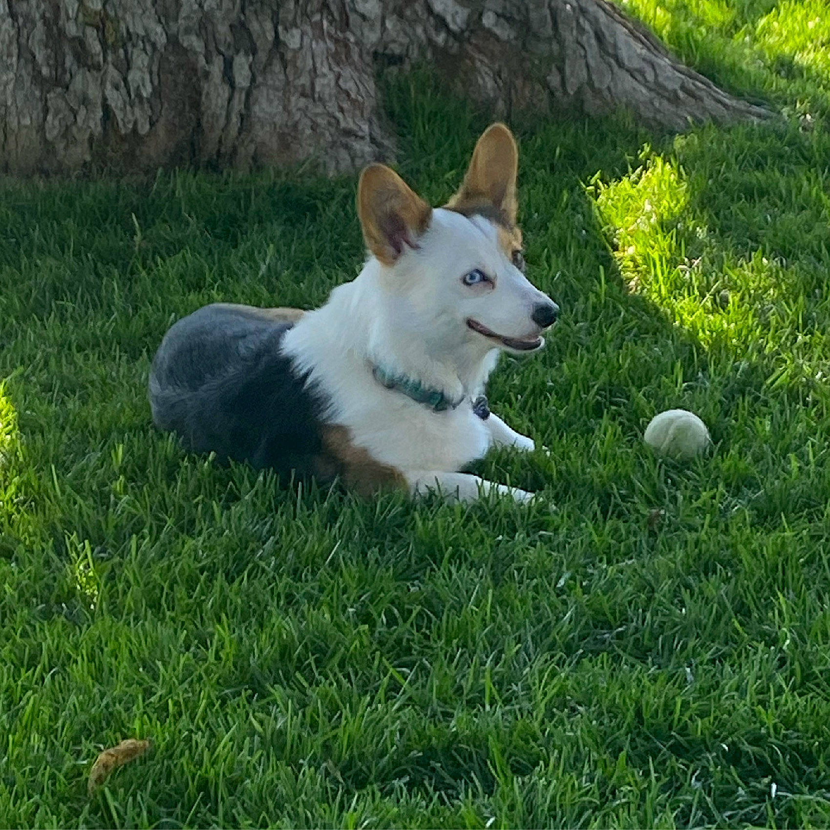 Hylia joined the competition — help win amazing prizes! ancient_dog_breeds, ball, canidae, carnivore, companion_dog, dog, dog_breed, fawn, grass, grassland, groundcover, herding_dog, lawn, non_sporting_group, plant, puppy, sporting_group, tail, terrestrial_animal, working_dog