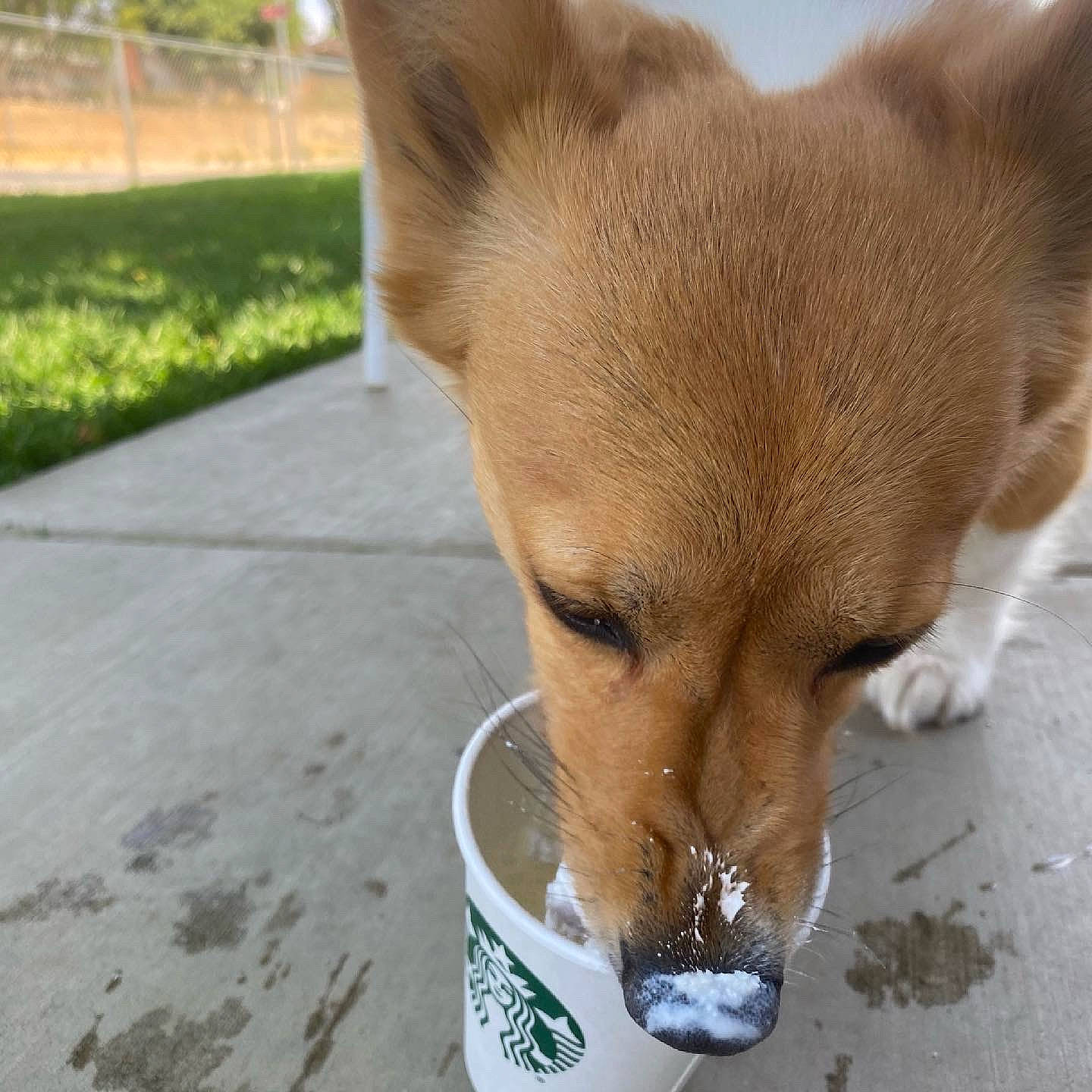 Zelda joined the competition — help win amazing prizes! ancient_dog_breeds, canidae, canis, carnivore, companion_dog, dog, dog_breed, dog_supply, fast_food, fawn, food, fur, non_sporting_group, snout, spitz, sporting_group, tail, terrestrial_animal, whiskers, working_animal