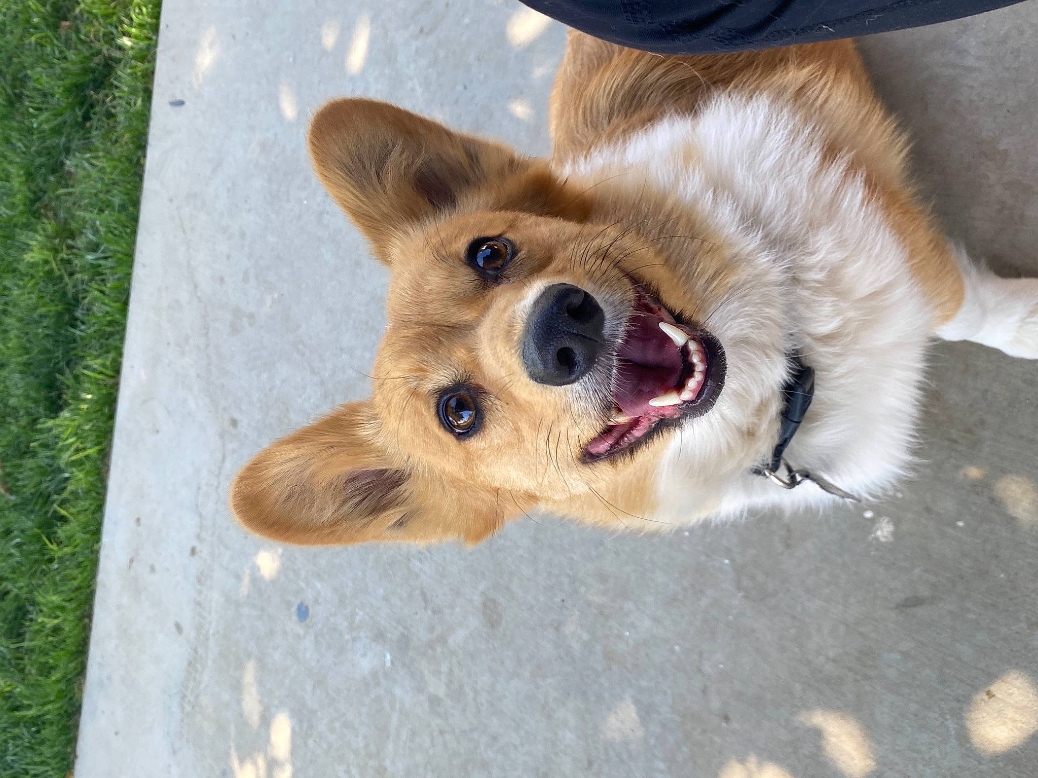 Zelda is registered to the contest to win money with this photo: canis, carnivore, collar, companion_dog, dog, dog_breed, dog_collar, dog_supply, fawn, fur, german_spitz, german_spitz_mittel, jaw, leash, paw, spitz, street_dog, whiskers, wood, working_animal