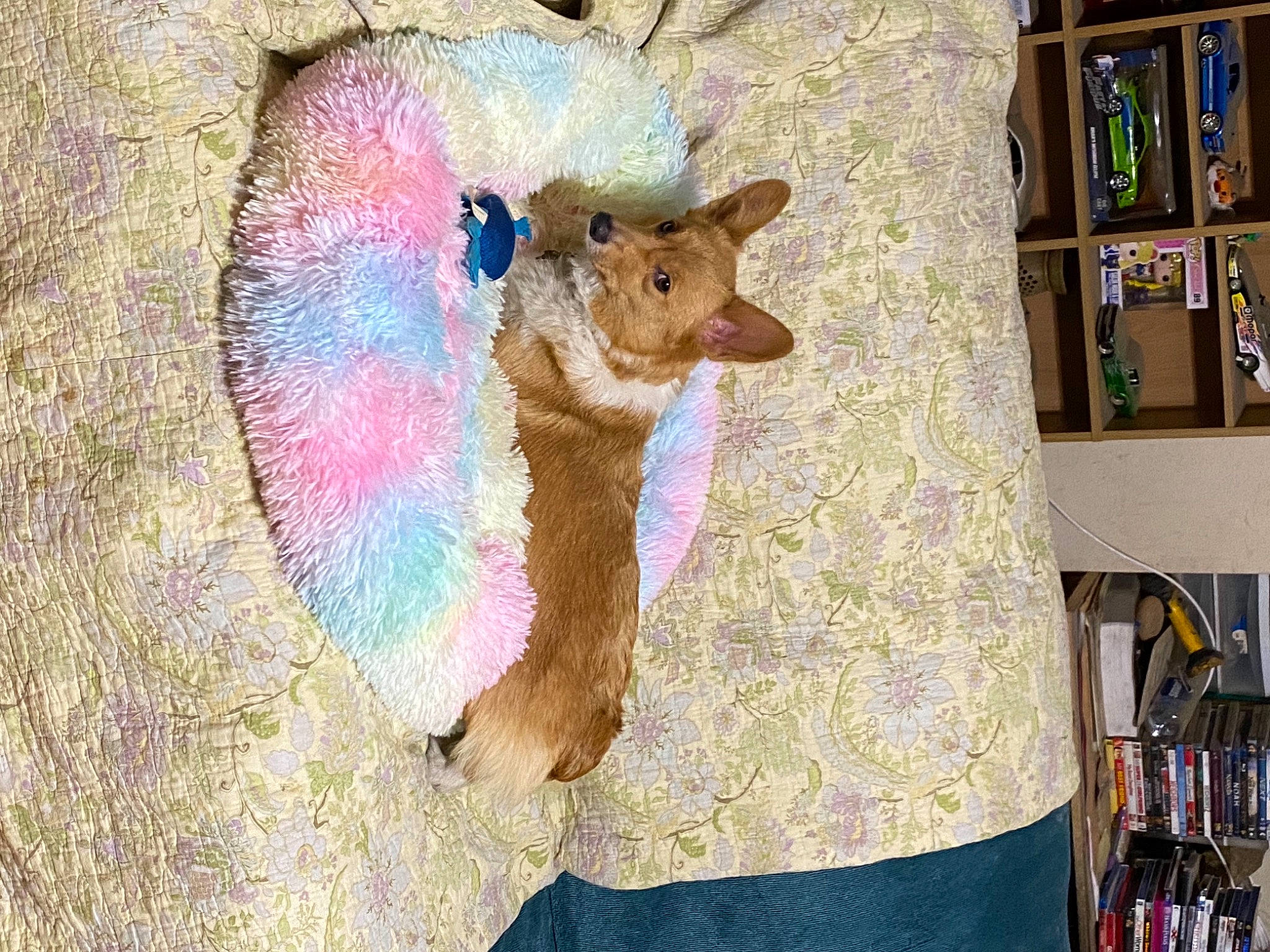 Zelda is registered to the contest to win money with this photo: art, bookcase, creative_arts, fawn, fur, magenta, paint, painting, plush, shelf, shelving, stuffed_toy, tail, textile, toy, visual_arts, wall, wood, wool, working_animal