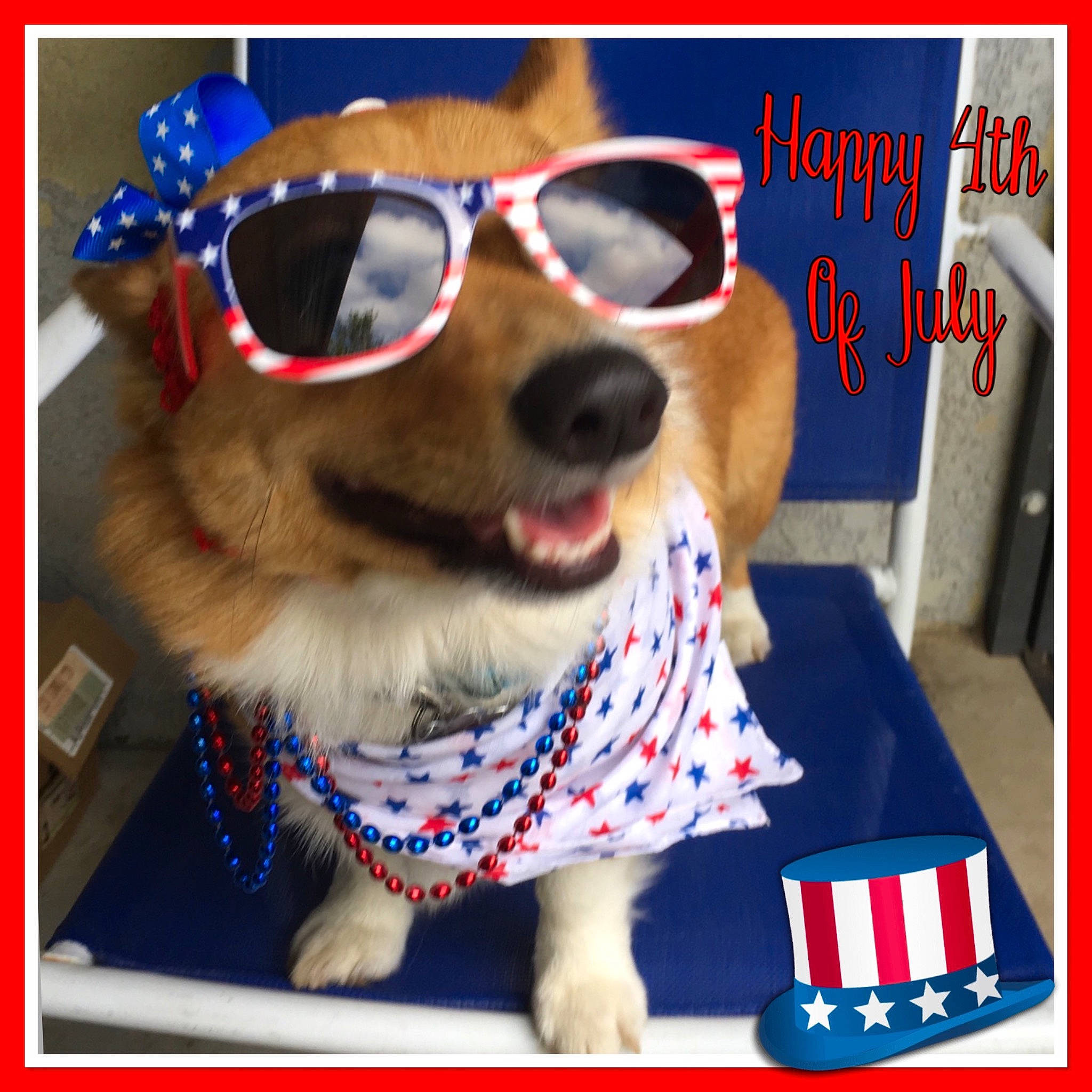 Zelda is registered to the contest to win money with this photo: carnivore, collar, companion_dog, dog, dog_breed, dog_clothes, dog_collar, dog_supply, ear, eyewear, font, goggles, happy, pet_supply, photo_caption, rectangle, snout, sporting_group, sunglasses, vision_care