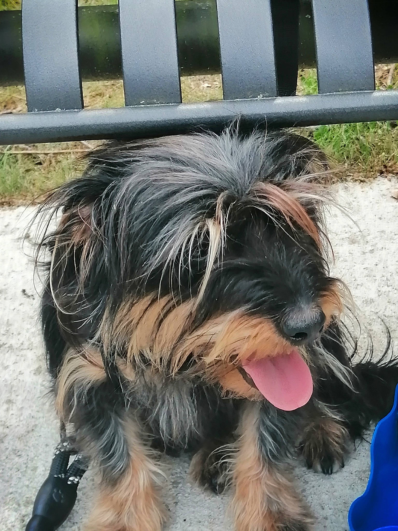 Telma participe au concours pour gagner de l'argent avec cette photo : biewer_terrier, canidae, carnivore, companion_dog, dog, dog_breed, dog_supply, fence, fur, liver, paw, schnauzer, small_terrier, snout, sporting_group, terrier, toy_dog, working_animal, working_dog, yorkipoo