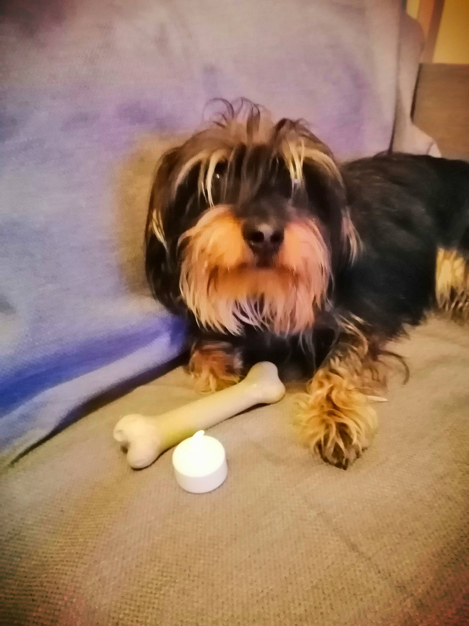 Telma a rejoint le concours — aidez-le/la à gagner de superbes lots ! biewer_terrier, canidae, carnivore, cloud, companion_dog, dog, dog_breed, dog_supply, flooring, fur, hardwood, liver, non_sporting_group, sky, small_terrier, square, terrier, toy_dog, wood, yorkipoo