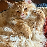 Weasley joined the competition — help win amazing prizes! cat, orange_cat, fluffy, sleepy, pet, indoor, fur, relaxed, cozy, bed, animal, whiskers, ears, paw, cute, domestic_cat, closeup, mammal, feline, resting