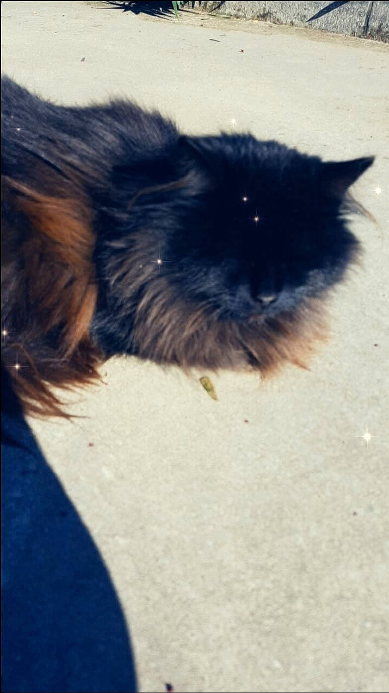 Tigrou participe au concours pour gagner de l'argent avec cette photo : canidae, carnivore, cat, companion_dog, dog_breed, electric_blue, fawn, felidae, foot, fur, liver, paw, shadow, small_to_medium_sized_cats, snout, sporting_group, tail, terrestrial_animal, tints_and_shades, whiskers