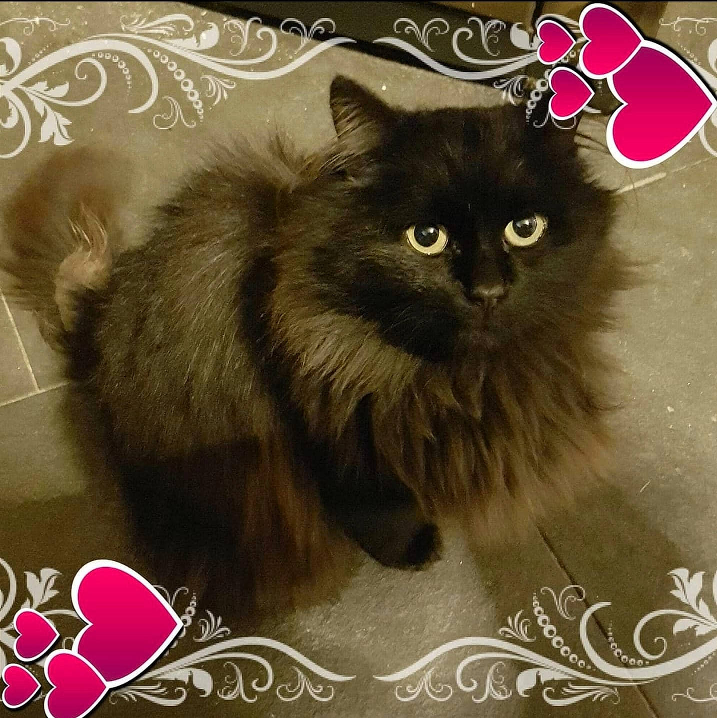 Tigrou participe au concours pour gagner de l'argent avec cette photo : carnivore, cat, event, felidae, font, fur, happy, illustration, iris, paw, photo_caption, plant, rectangle, small_to_medium_sized_cats, snapshot, snout, square, tail, terrestrial_animal, whiskers