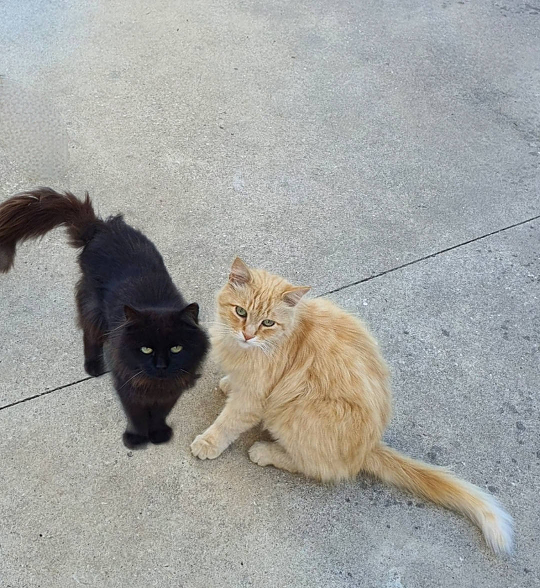 Tigrou participe au concours pour gagner de l'argent avec cette photo : asphalt, carnivore, cat, claw, domestic_short_haired_cat, eye, fawn, felidae, fur, grass, paw, road_surface, shadow, sitting, small_to_medium_sized_cats, snout, tail, terrestrial_animal, vertebrate, whiskers