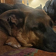 Jeff is registered to the contest to win money with this photo: dog, kitten, sleeping, close_up, snuggling, cozy, pet, animal, friendship, brown, fur, indoors, blanket, resting, companion, cute, peaceful, domestic, warm, relaxation