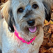 Molly is registered to the contest to win money with this photo: dog, autumn_leaves, pink_collar, happy, tongue_out, fluffy, outdoor, pet, cute, fall, nature, animal, fur, leaf_litter, close_up, brown_eyes, playful, portrait, seasonal, adorable